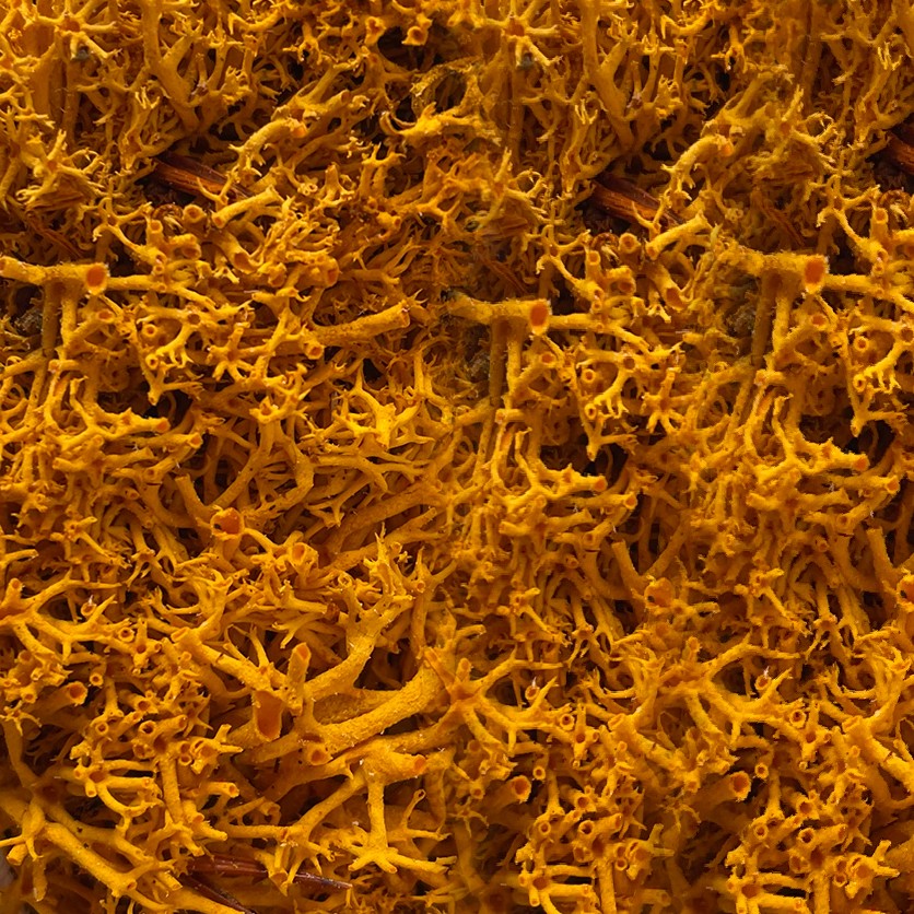Naranja