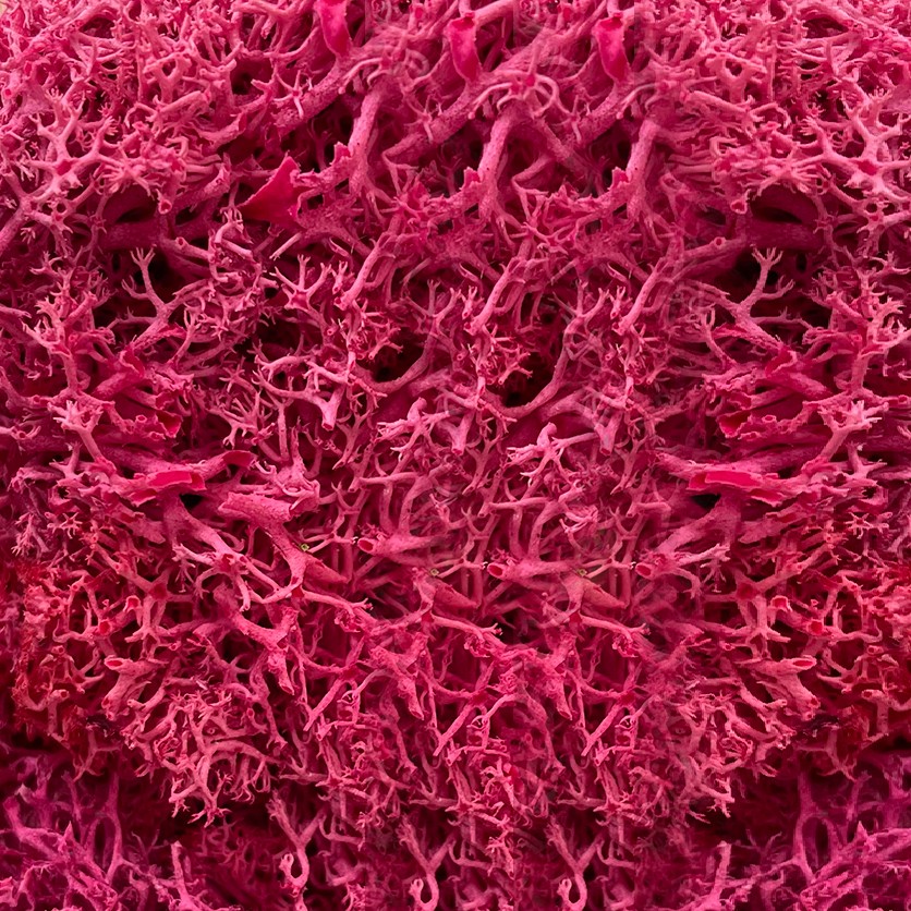 Fucsia